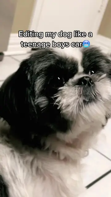 Shi-stang😮‍💨#dogs #CapCut #fyp