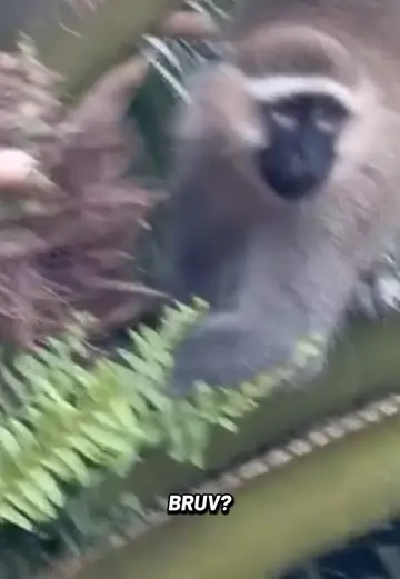 Attenborough Dan in the jungle #flowdan #skrillex #fredagain