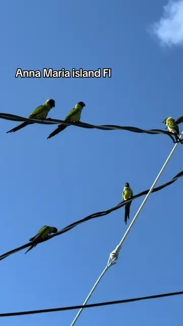 🦜🦜