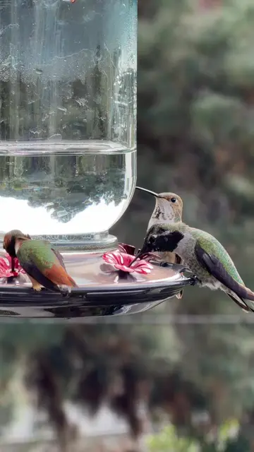 My little babies ❤️ #hummingbird #hummingbirds #hummingbirdsoftiktok
