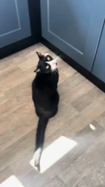 Cat demands "Call the plumber back. This work isn't up to scratch." #cat #funny…