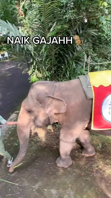 Ayo guys naik gajah