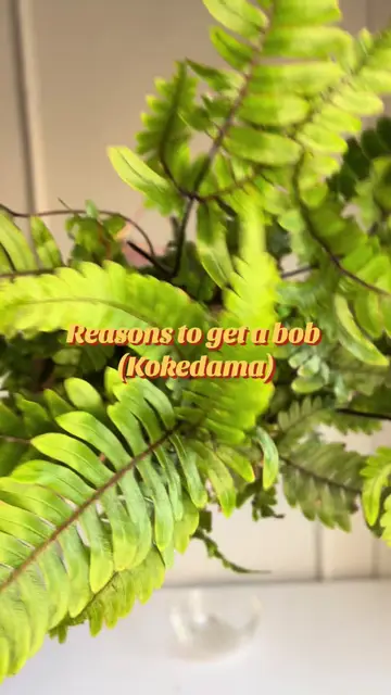 Reasons to get a Kokedama: 1. It instantly elevates any space. I don’t care who…