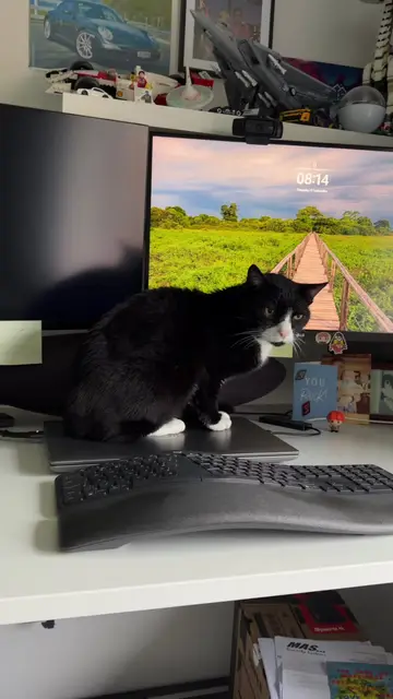 Senior Management and HR will be informed 🗣️#WFH #catlife #catmom #catlovers