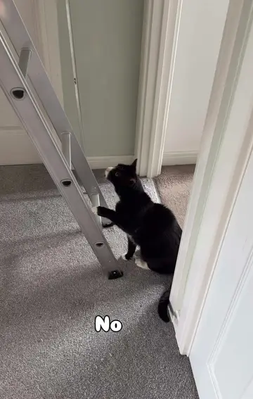 This escalated VERY quickly. I took my eyes off him for 1 second 🏃💨😶‍🌫️ 🫨#…