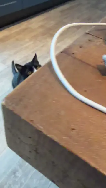 I will interrupt you until you meet my demands. #catlovers #catlife #catmom #cat