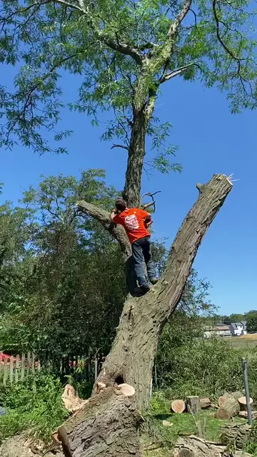 Passion>Glory (do not try at home) learning to become a professional arborist i…