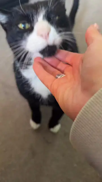 Shock. He didn't want treats, but something else entirely. #catmom #catdad #cat…