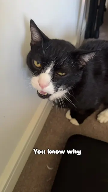 "Please don't do that." Arthur - 🗣️👹👹 #cattok #sirarthurmeows #catmom #catlo…