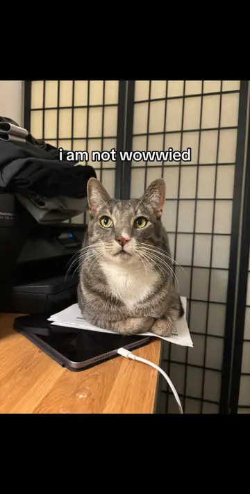 🧚🏼‍♀️✨🧚🏾‍♂️✨🧚🏼🫰🏼 #catsoftiktok #cat