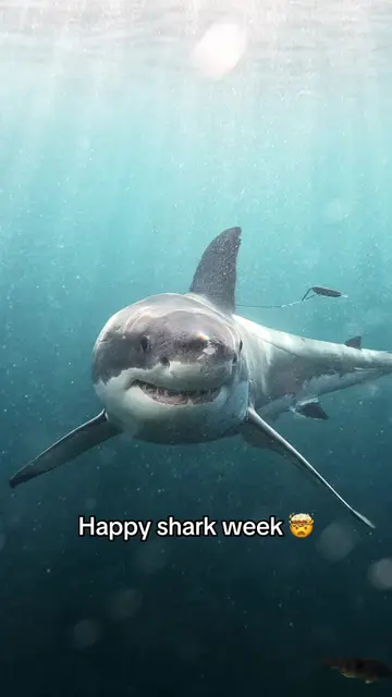 Captured by @Tannerunderwater on #GoProMISSION1 PRO. #gopro #sharkweek #greatwh…