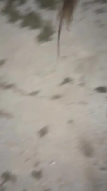 🐀🐀🐀🐀‼️🚨