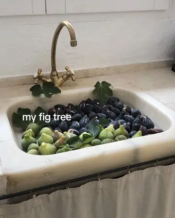 My fig tree if I did not persue academia🌿🤎🐌 #myfigtree #sylviaplath #figtree…