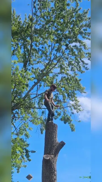 Professional Arborists(or tree cutting mfs) are truly the best example of the d…