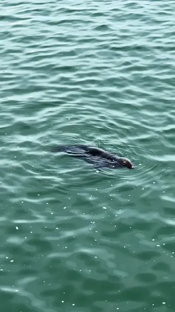 TikTok video by @stick