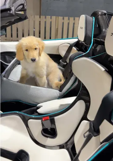 every mclaren should come with one of these #mclaren #goldenretriever