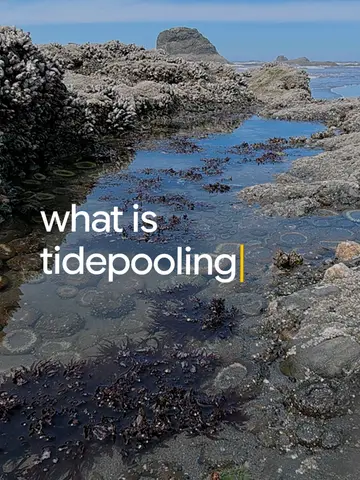 Searches for “tidepooling” reached an all-time high this year, so we asked a pa…