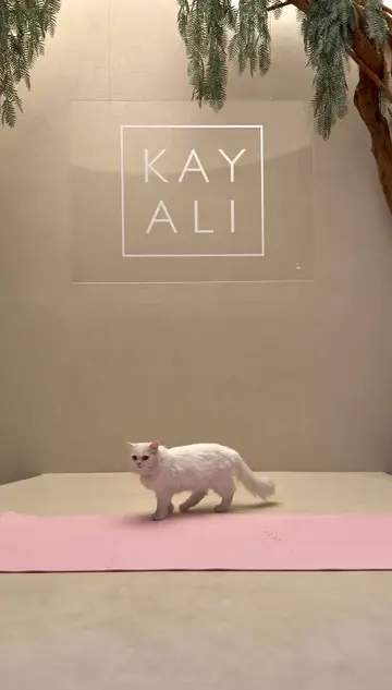 Too cute to resist, which kitty are you adopting? 🐈 If you’re interested in ad…