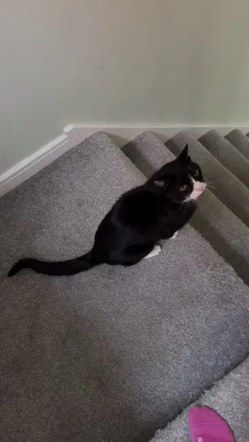 Follow me, there is important work to be done. #adhd #meow #catmom #catlife #ca…