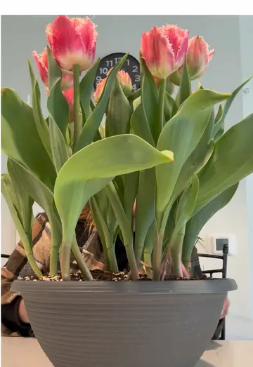 Flower spam > email spam all day #yolo #brisbanetulips