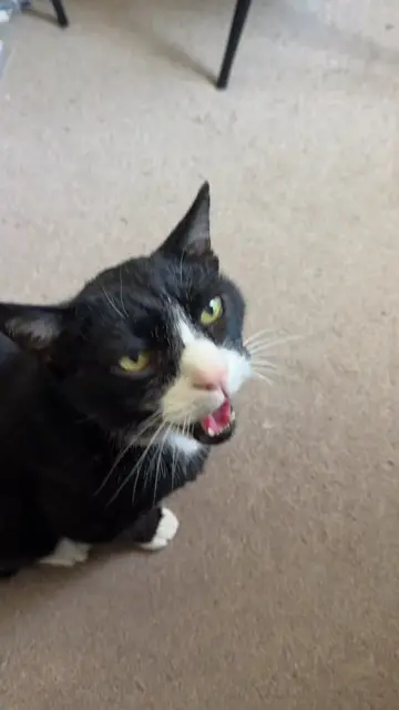 Cat has very loud opinions on which chair is his favourite. #catlovers #catlife…