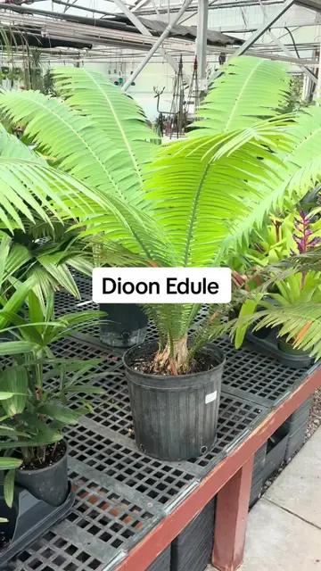 I give to you: one of the oldest plants known to man- the prehistoric Dioon Edu…